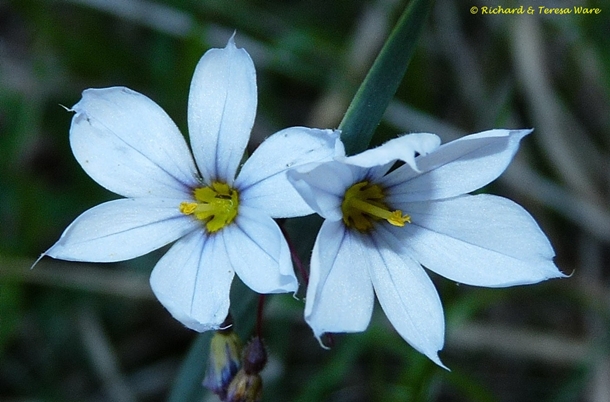 {Sisyrinchium angustifolium}